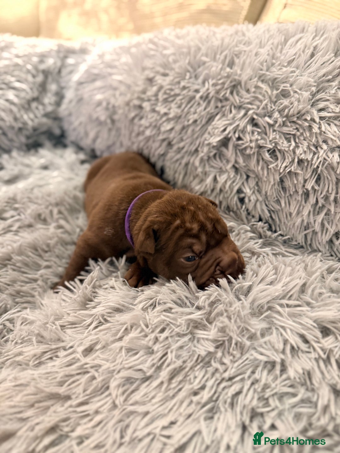 Mixed Breed dogs for sale: Gawjuss Bullpei Puppies 🐶 - Advert 36