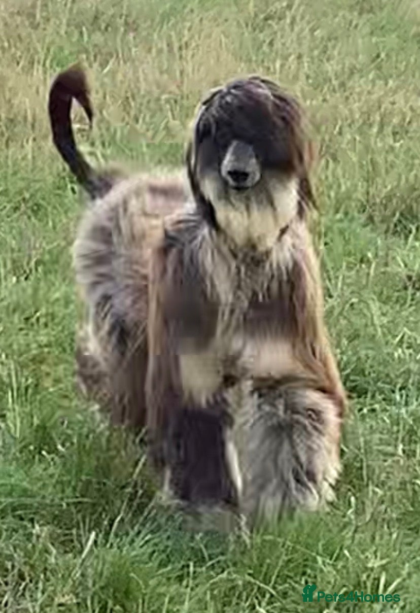Afghan Hound dogs Beautiful Afghan hound female  - Advert 10