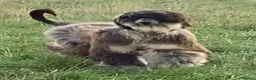 Afghan Hound dogs for sale: Beautiful Afghan hound female  - Advert 1