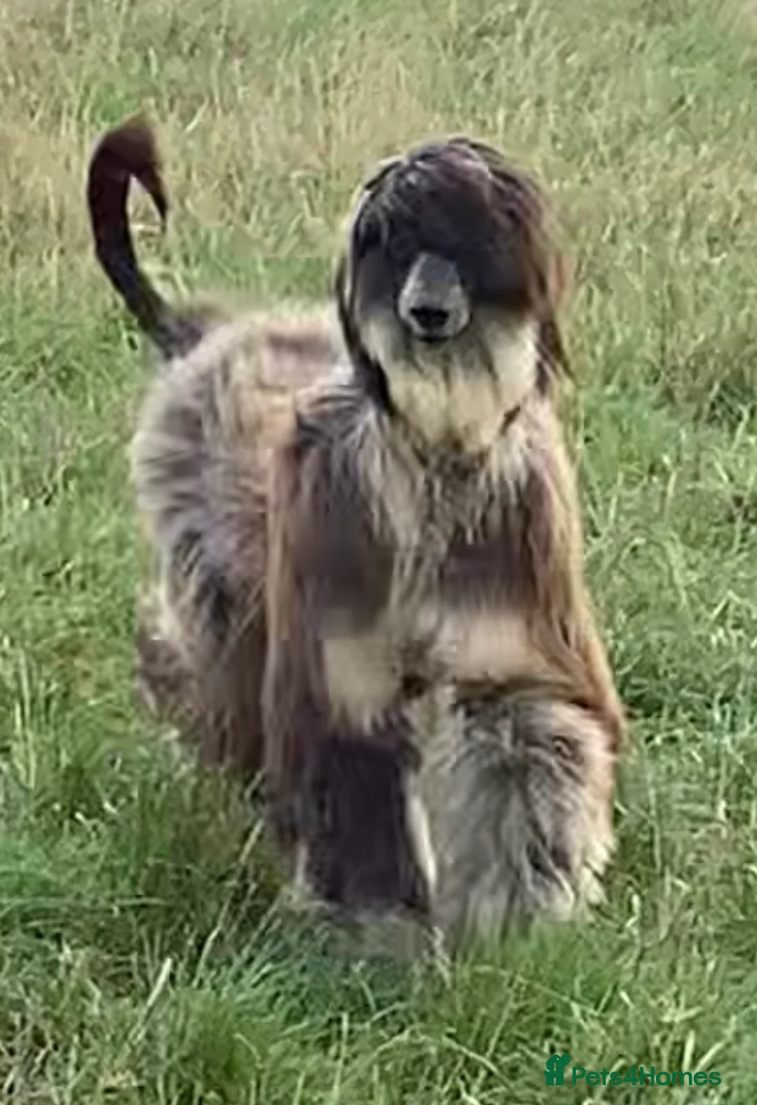 Afghan Hound dogs for sale: Beautiful Afghan hound female  - Advert 1