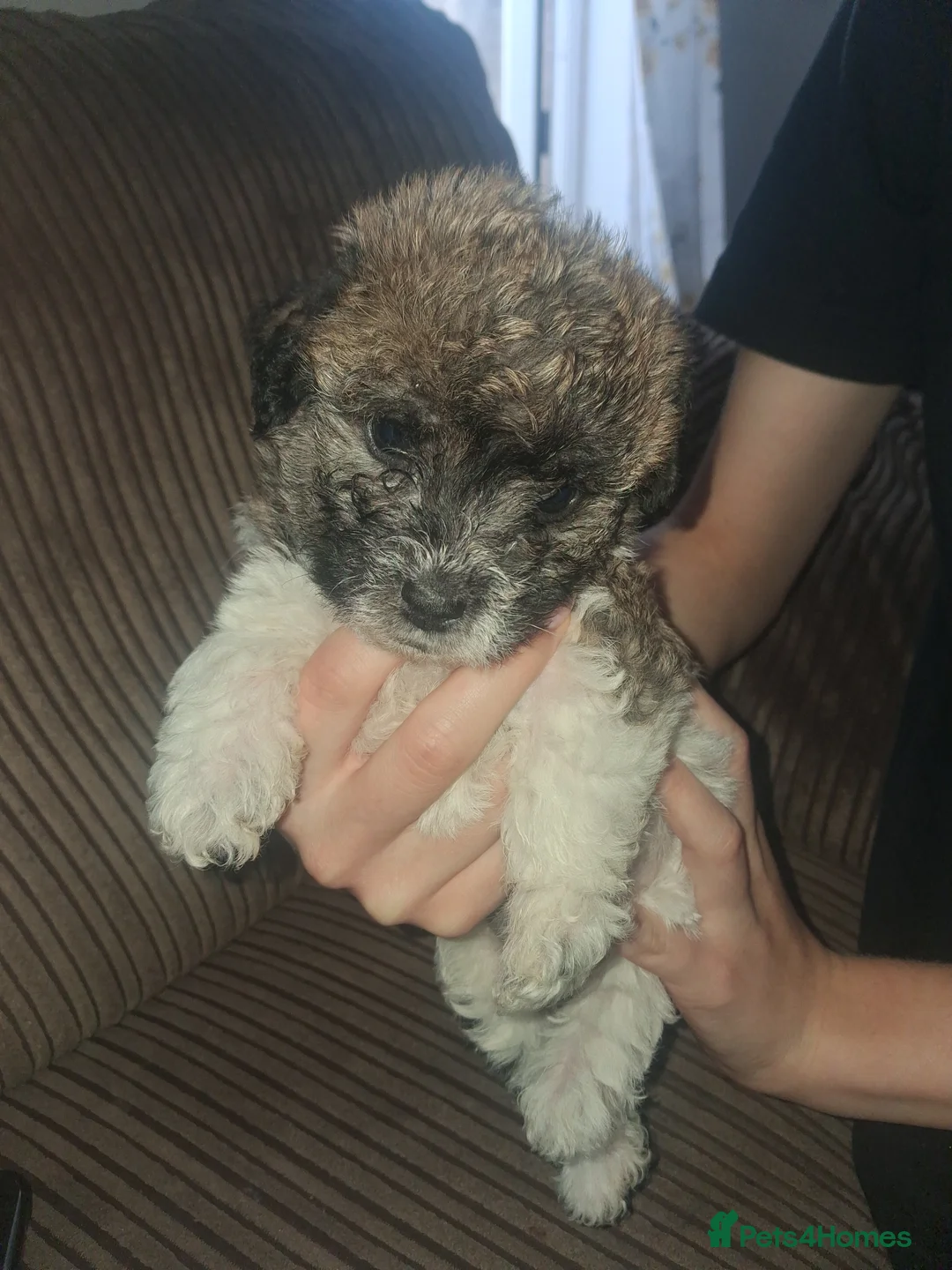 Mixed Breed dogs for sale: Bichon frise x Jack Russell puppies in Bristol - Advert 2