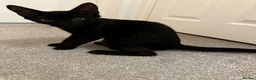 Mixed Breed cats for sale: Male black kitten very sociable  - Advert 1
