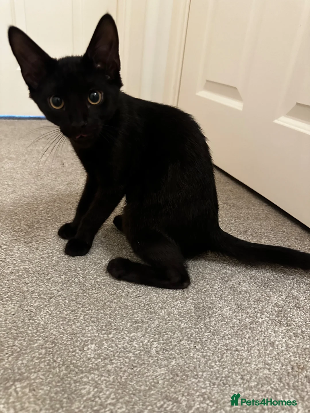 Mixed Breed cats for sale: Male black kitten very sociable  - Advert 1