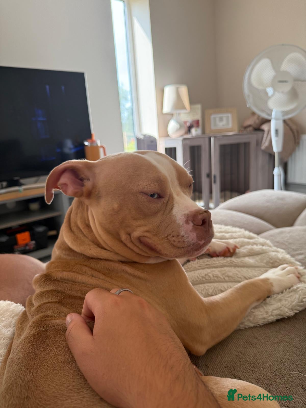 American Bulldog dogs Rehome - Advert 7