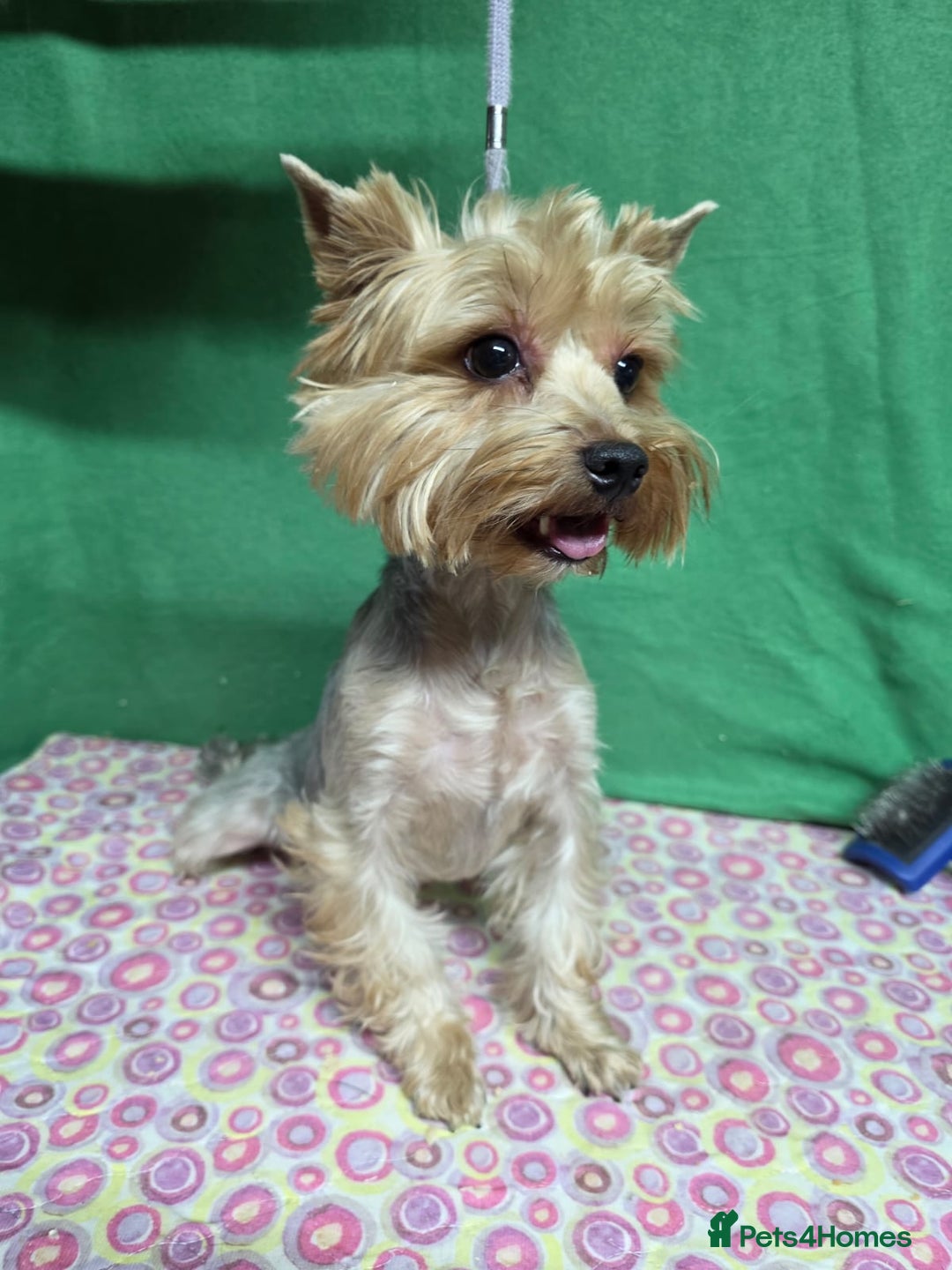 Yorkshire Terrier dogs for adoption: LOUISE – Yorkshire Terrier (Female) - Advert 3