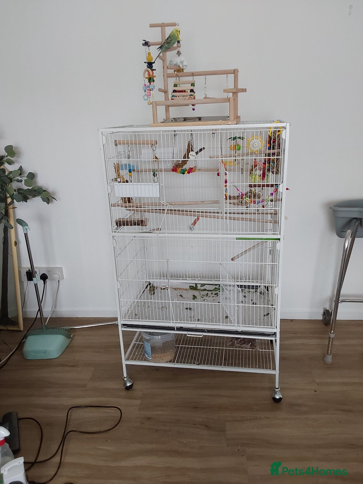 Budgerigars birds for sale: 2 budgies I think one male one female - Advert 1