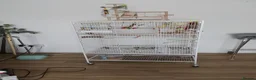 Budgerigars birds for sale: 2 budgies I think one male one female - Advert 1