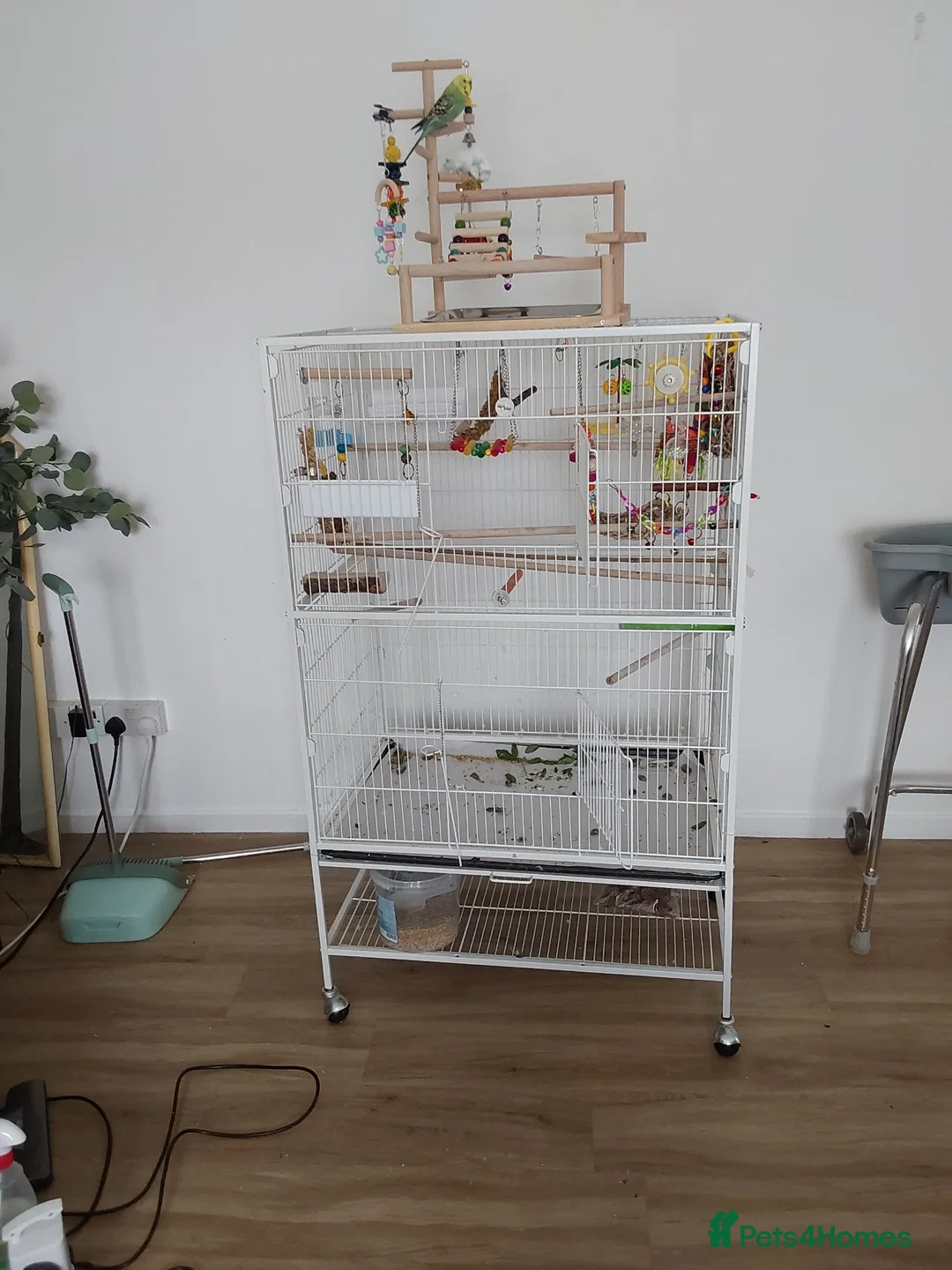 Budgerigars birds for sale: 2 budgies I think one male one female - Advert 1