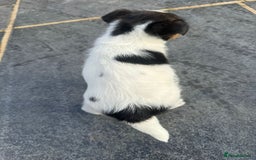 Mixed Breed dogs for sale: Jack Russell Puppies 🐶  - Image 3