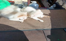 Pomeranian dogs for sale: Cream/White Pomeranian Puppy 10 Months Old  - Image 2
