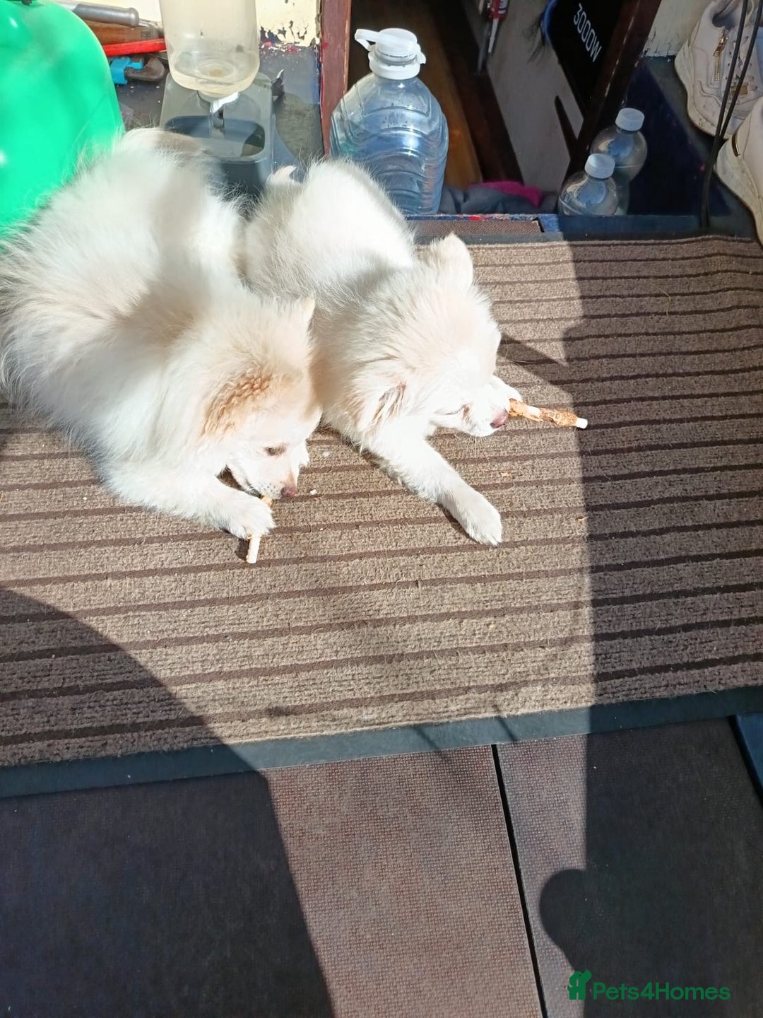 Pomeranian dogs for sale: Cream/White Pomeranian Puppy 10 Months Old  - Image 2