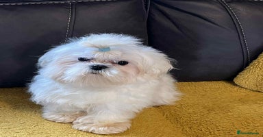 Maltese dogs in Barnstaple - Advert 14