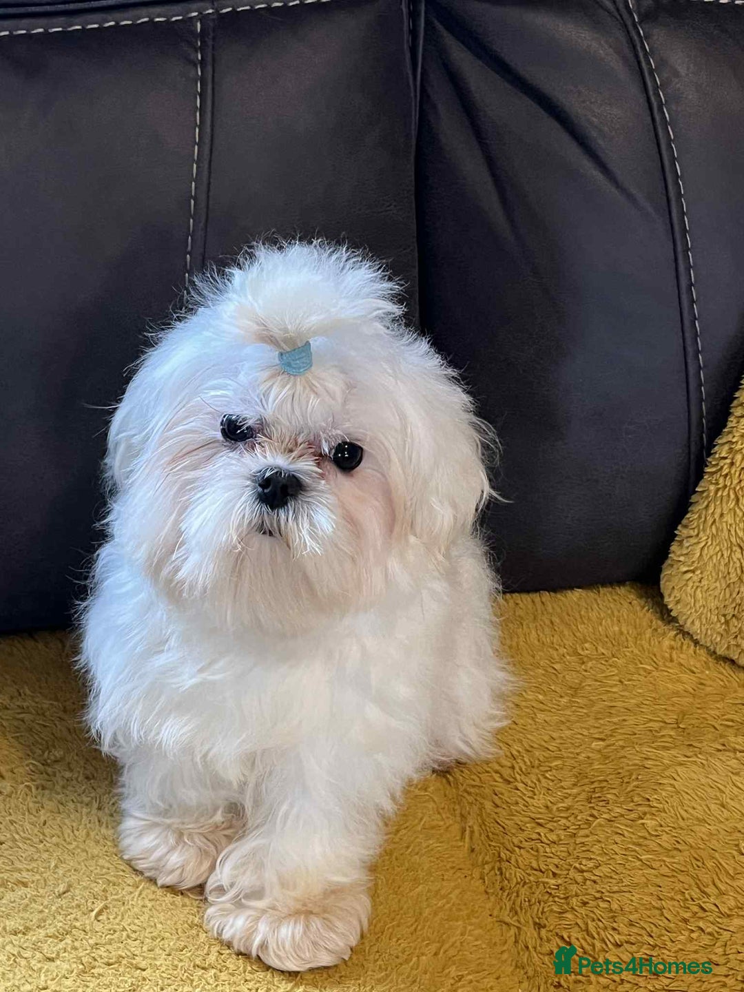 Maltese dogs for sale: Beautiful Korean Maltese in Barnstaple - Image 2