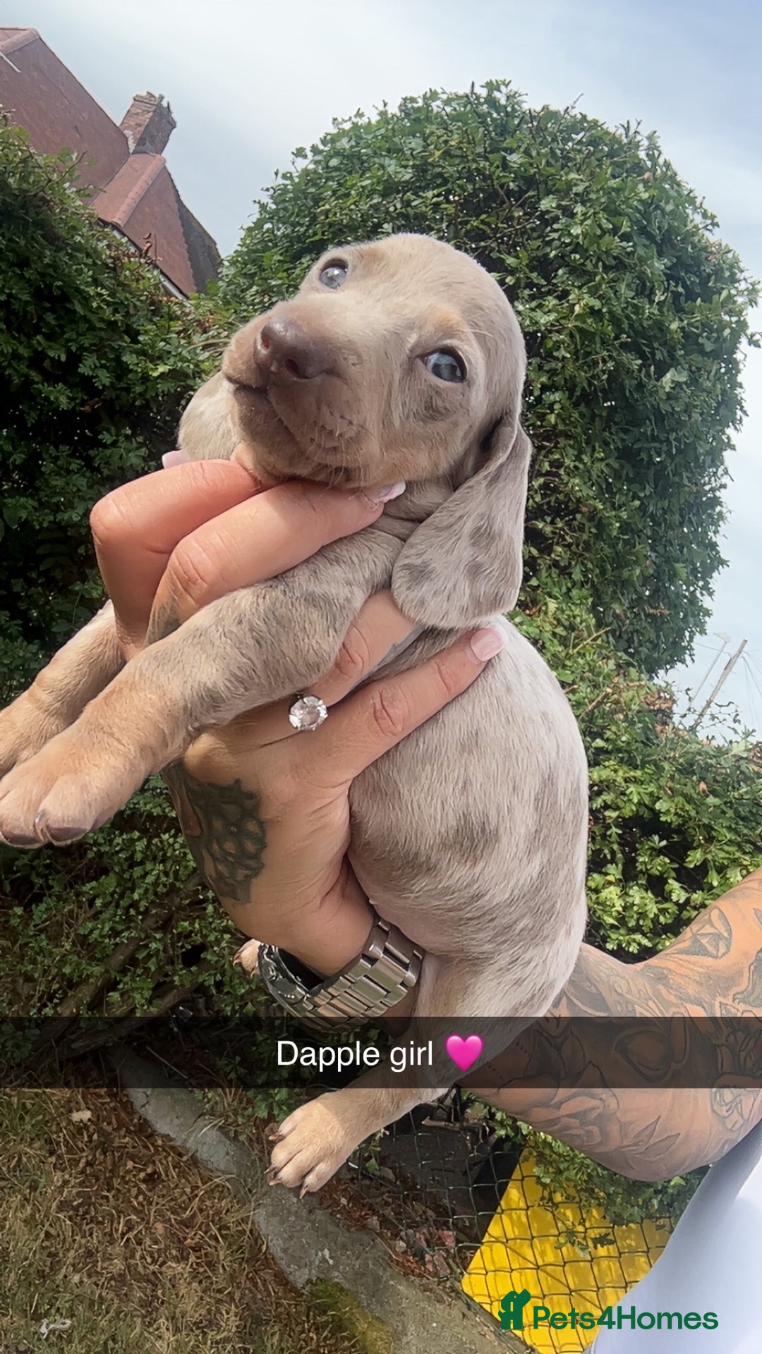 Dachshund dogs for sale: Miniature dachshund  - Advert 21