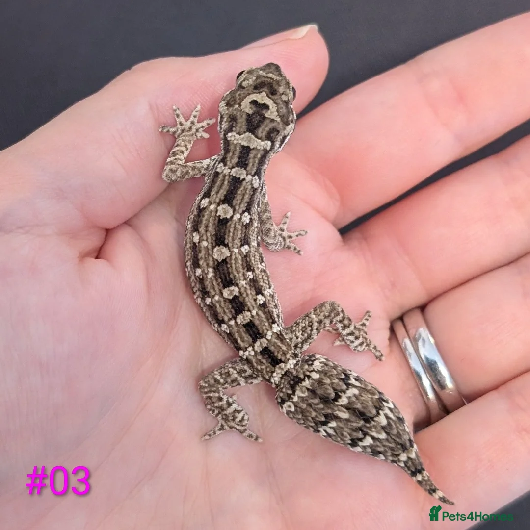 Gecko reptiles for sale: Viper Geckos Juveniles and Sub-Adults - Advert 3