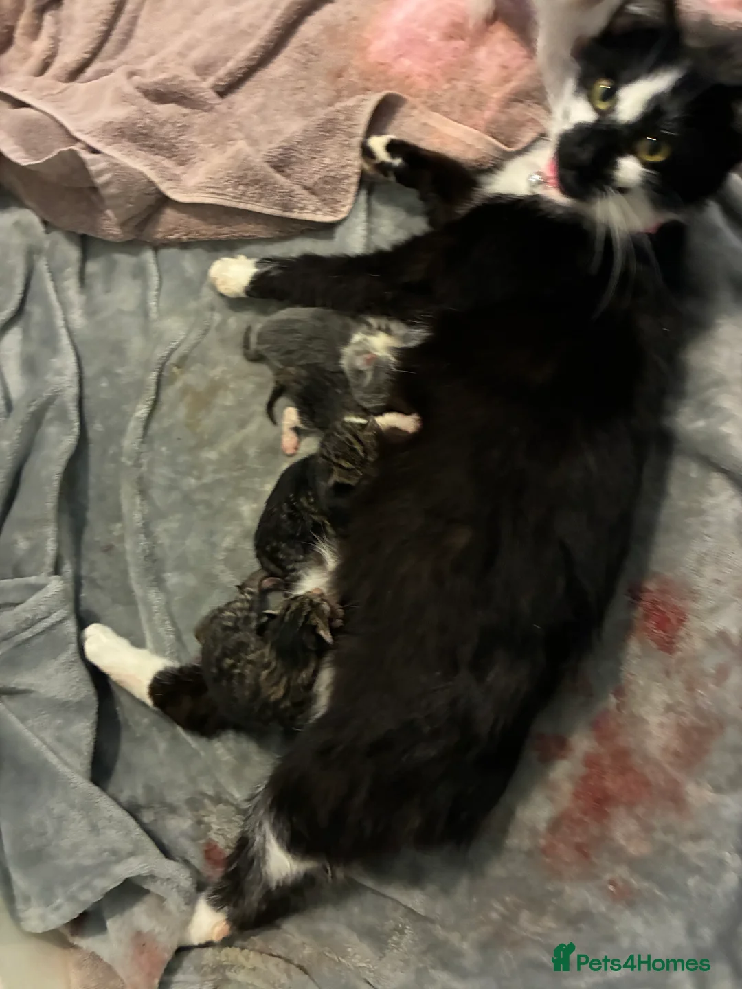 Mixed Breed cats for sale: Mixed breed x Manx  - Advert 2