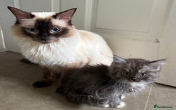Maine Coon cats for sale: Super fluffy gorgeous Maine coon /Ragdoll kittens  - Image 3