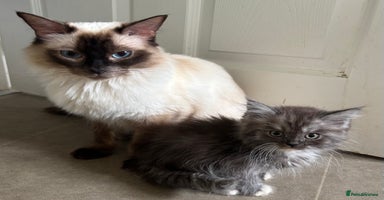 Maine Coon cats - Advert 4