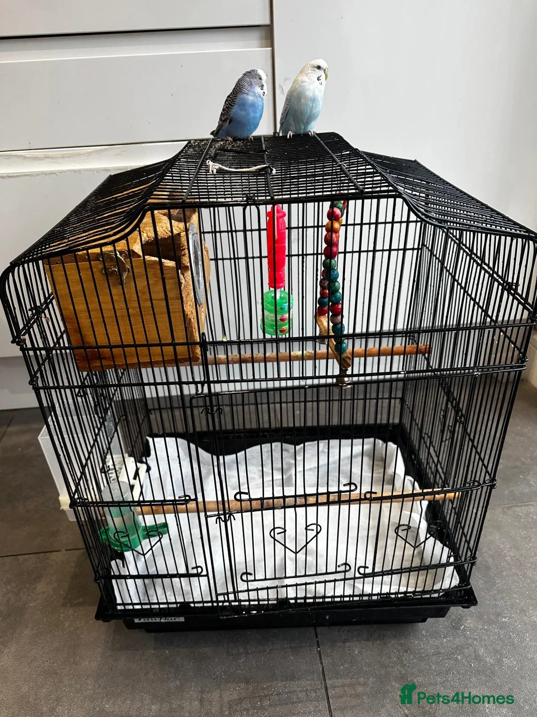 Budgerigars birds for sale: budgie - Advert 2