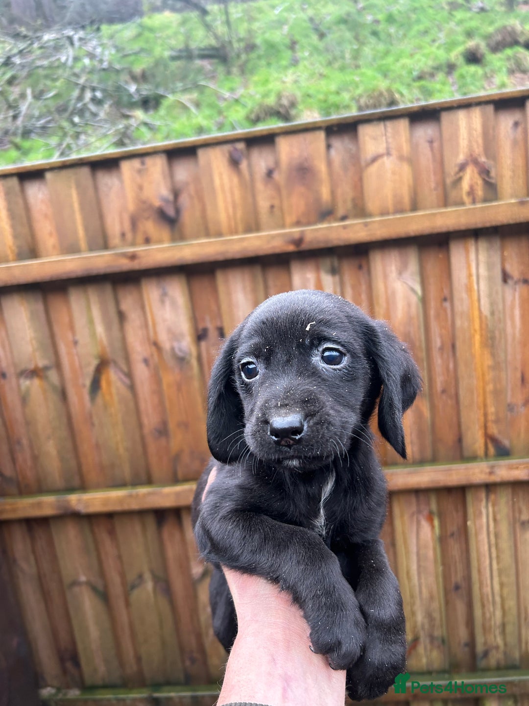 Cockerdor dogs for sale: Cockeradors for sale  - Advert 9