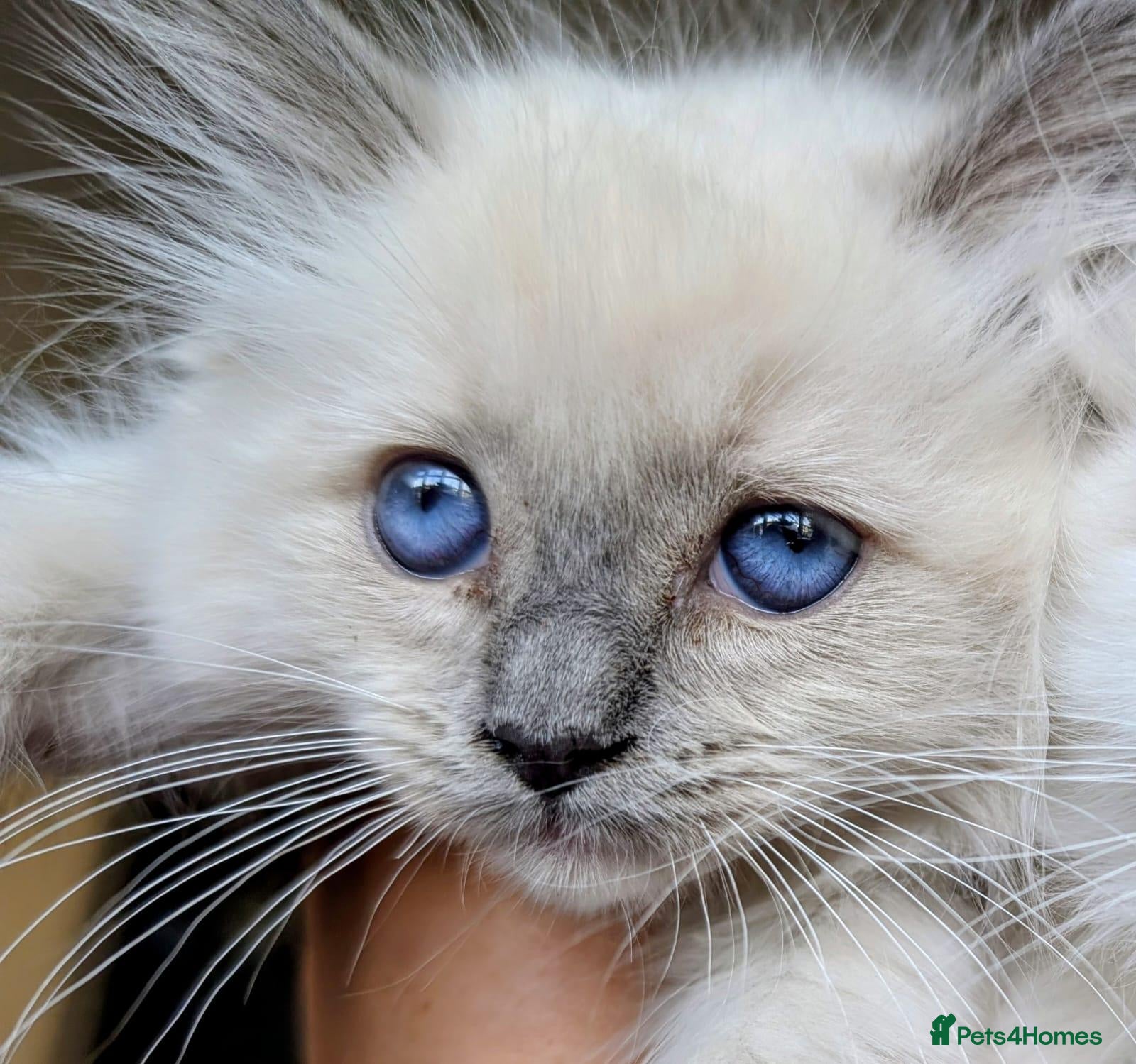Ragdoll cats GCCF Ragdolls • Grand Champion • Family Raised - Advert 2