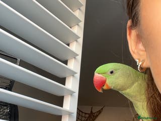 Parrots birds Alexandrine parrot - Advert 9