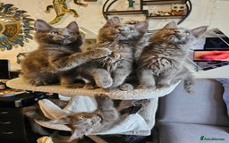 Maine Coon cats for sale: 🔥*Stunning Litter of 8💎Solid Blue Maine Coon*🔥  - Image 10