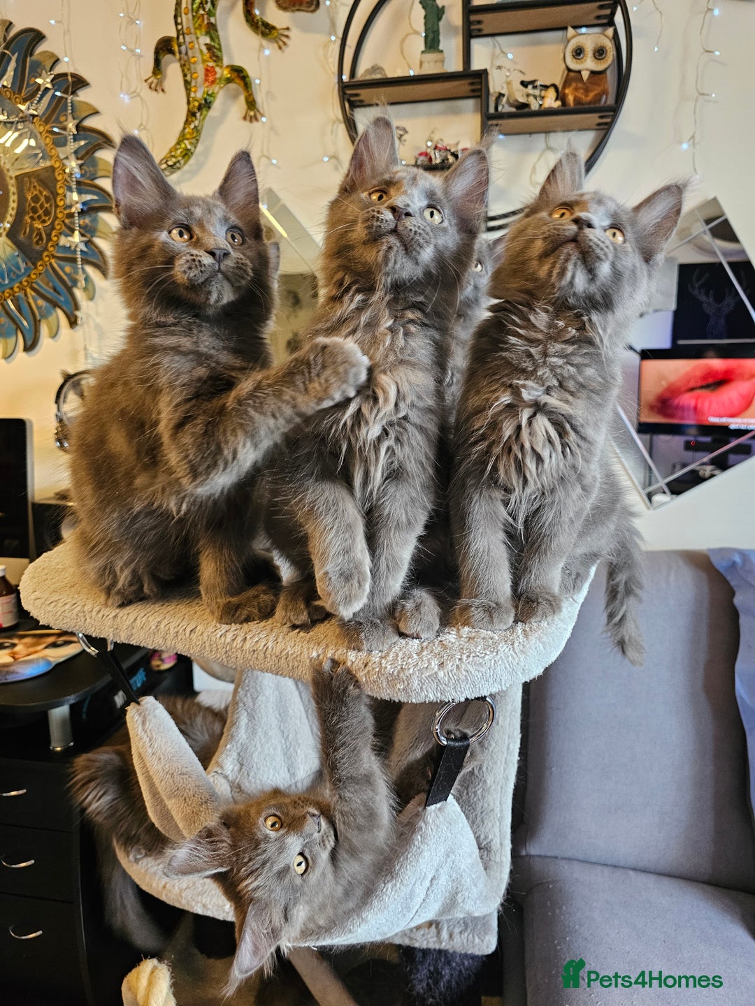 Maine Coon cats for sale: 🔥*Stunning Litter of 8💎Solid Blue Maine Coon*🔥  - Image 10