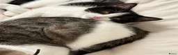 Mixed Breed cats for sale:  ** s.  - Advert 5