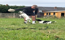 Jack Russell dogs for sale: Jackrussell puppy female  - Image 4