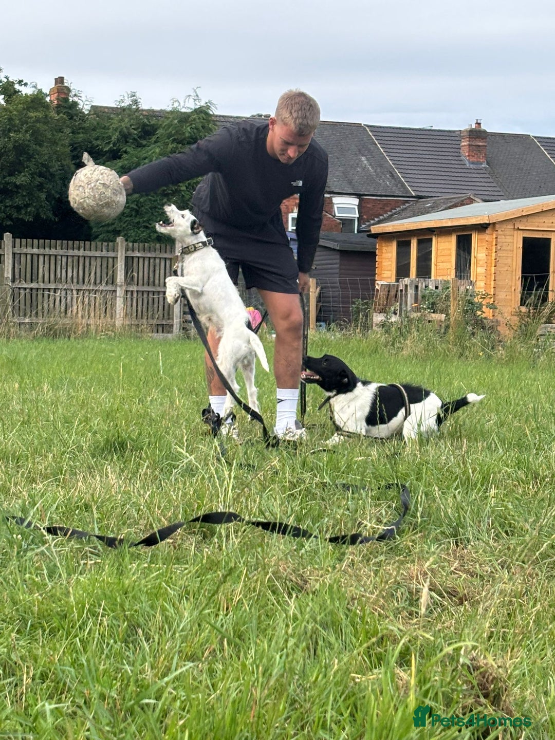 Jack Russell dogs for sale: Jackrussell puppy female  - Image 4