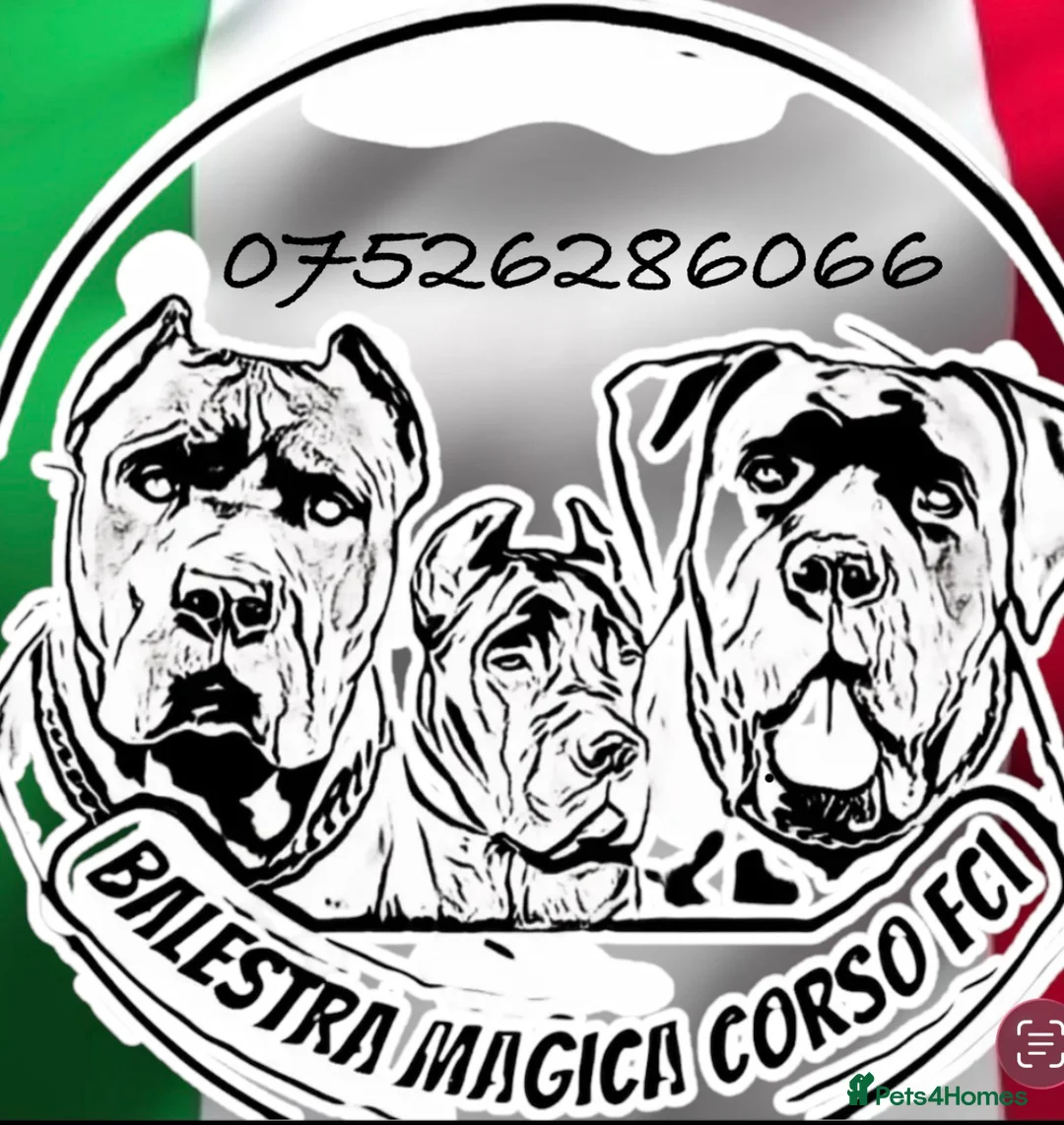 Cane Corso dogs for sale: Balestra Magica Corso IKC/FCI ❤️Last Girl Left❤️ - Advert 5