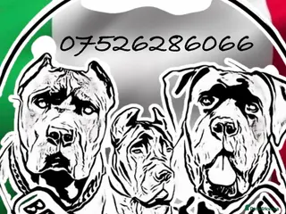 Cane Corso dogs Balestra Magica Corso IKC/FCI ❤️Last Girl Left❤️ - Advert 20