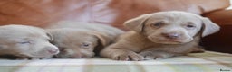 Labrador Retriever dogs for sale: Quality Health Tested Silver Labrador Puppies - Advert 11