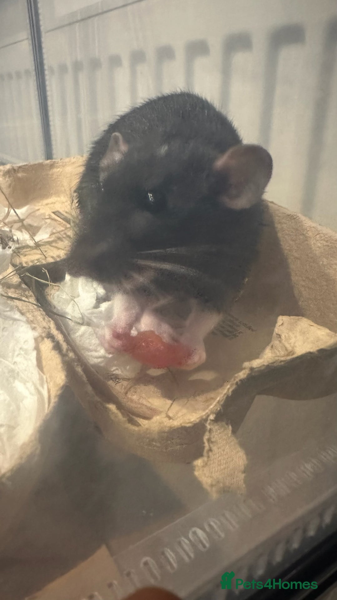 Rat rodents for sale: 3 dumbo rat girls in need of new home  - Image 5