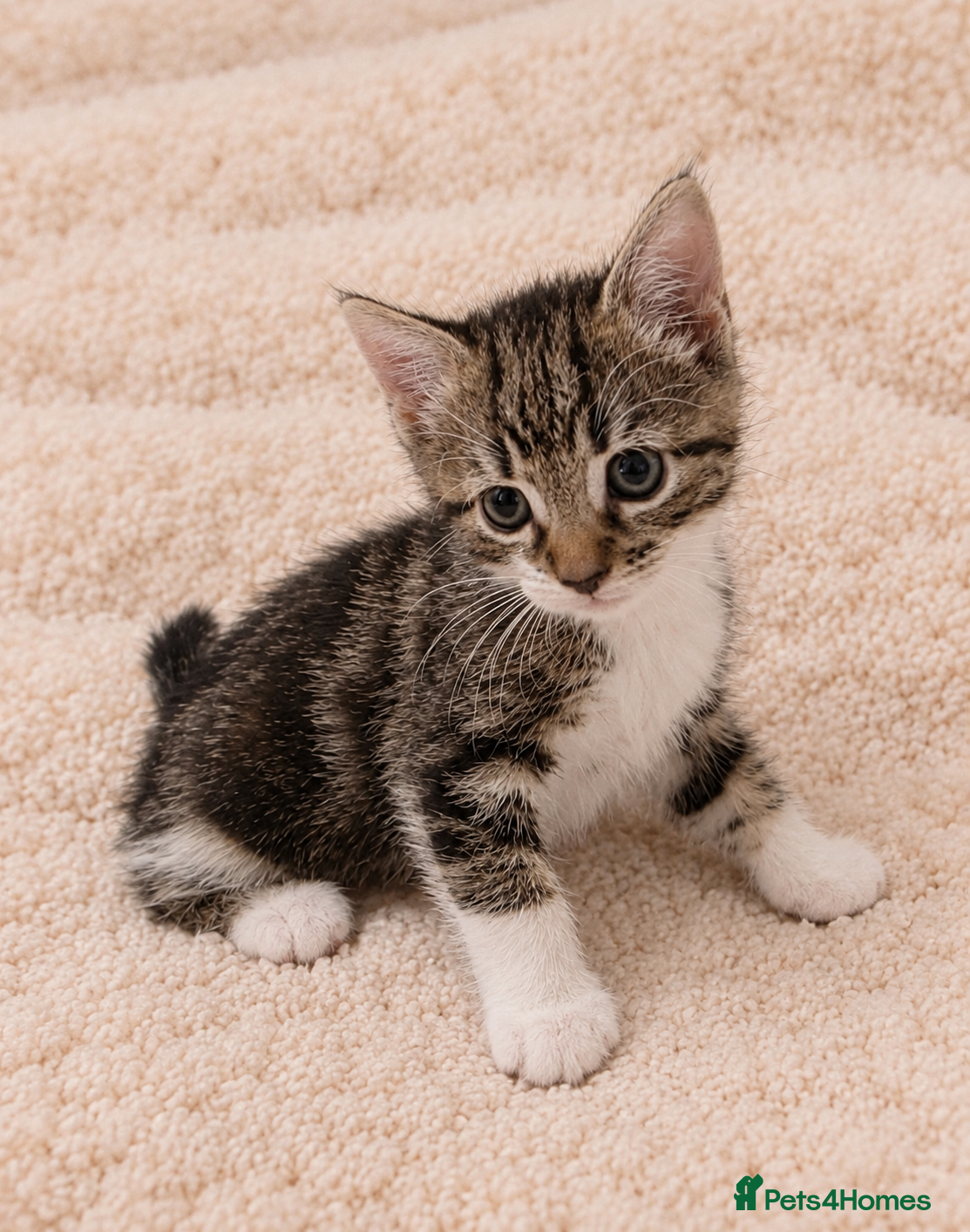 Mixed Breed cats Find a forever home for my kitten🐈 - Advert 1