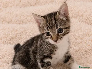 Mixed Breed cats Find a forever home for my kitten🐈 - Advert 1