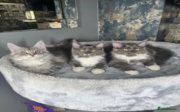 Maine Coon cats for sale: Stunning Maine Coon Girl Kittens Ready Now  - Image 6