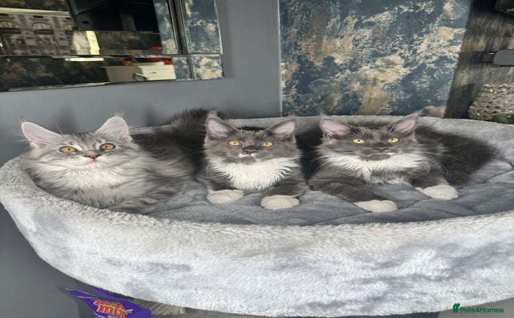 Maine Coon cats - Advert 11