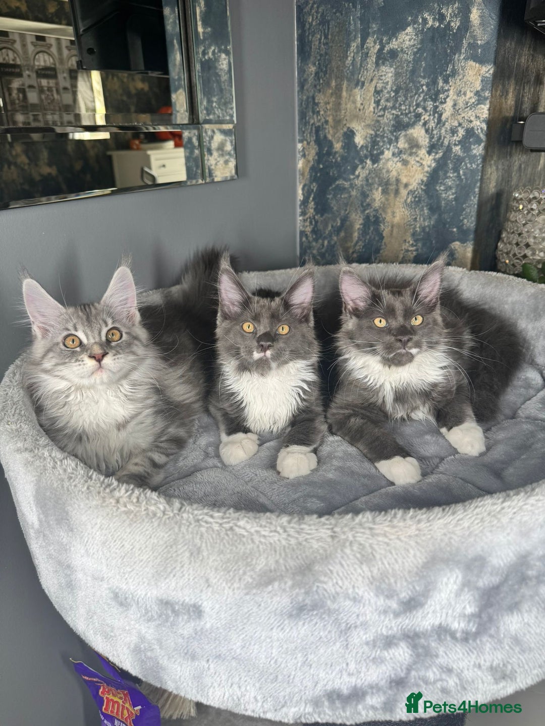 Maine Coon cats for sale: Stunning Maine Coon Girl Kittens Ready Now  - Image 6
