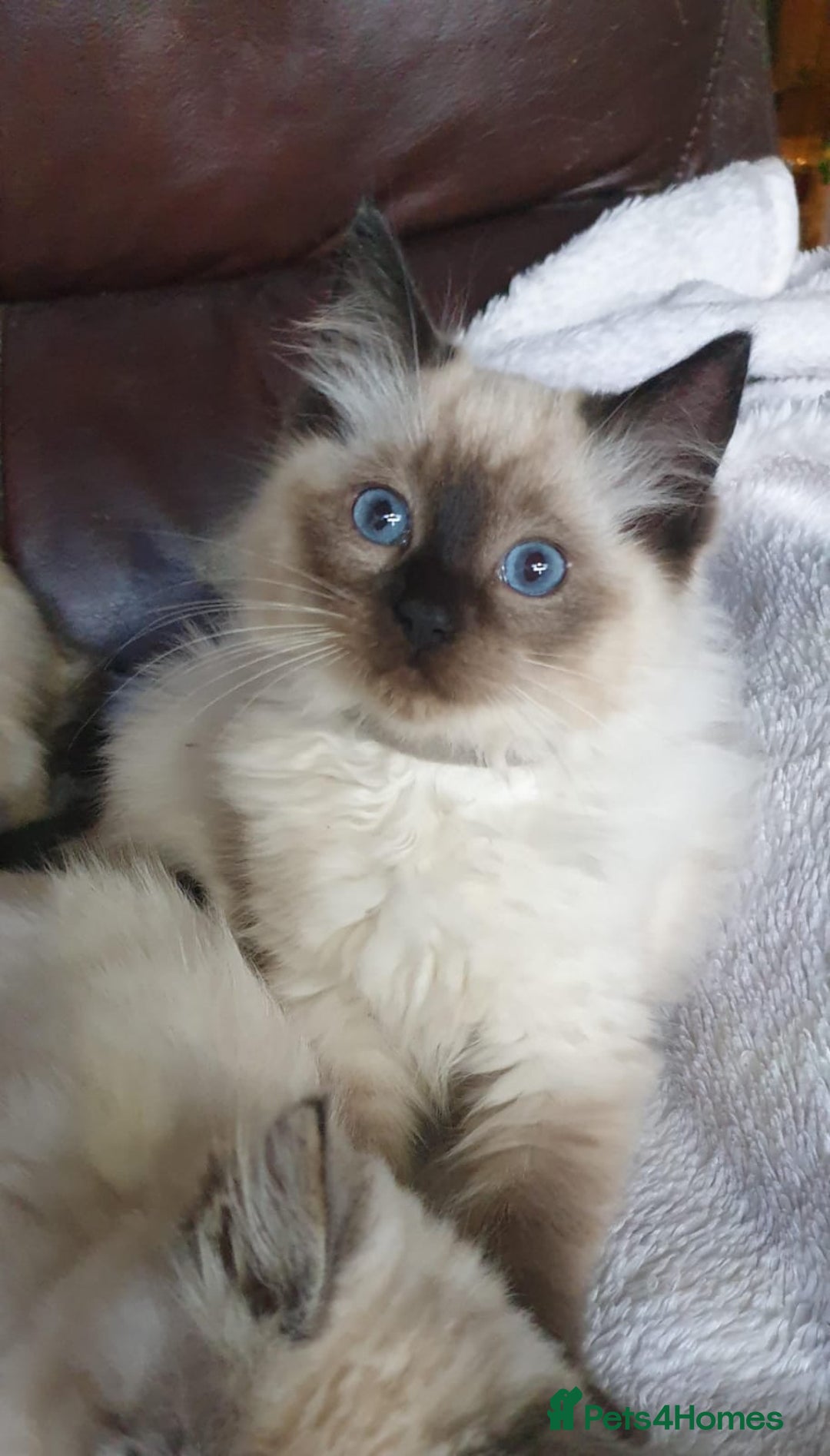 Ragdoll cats for sale: Beautiful GCCF Registered Ragdoll Kittens. - Image 16