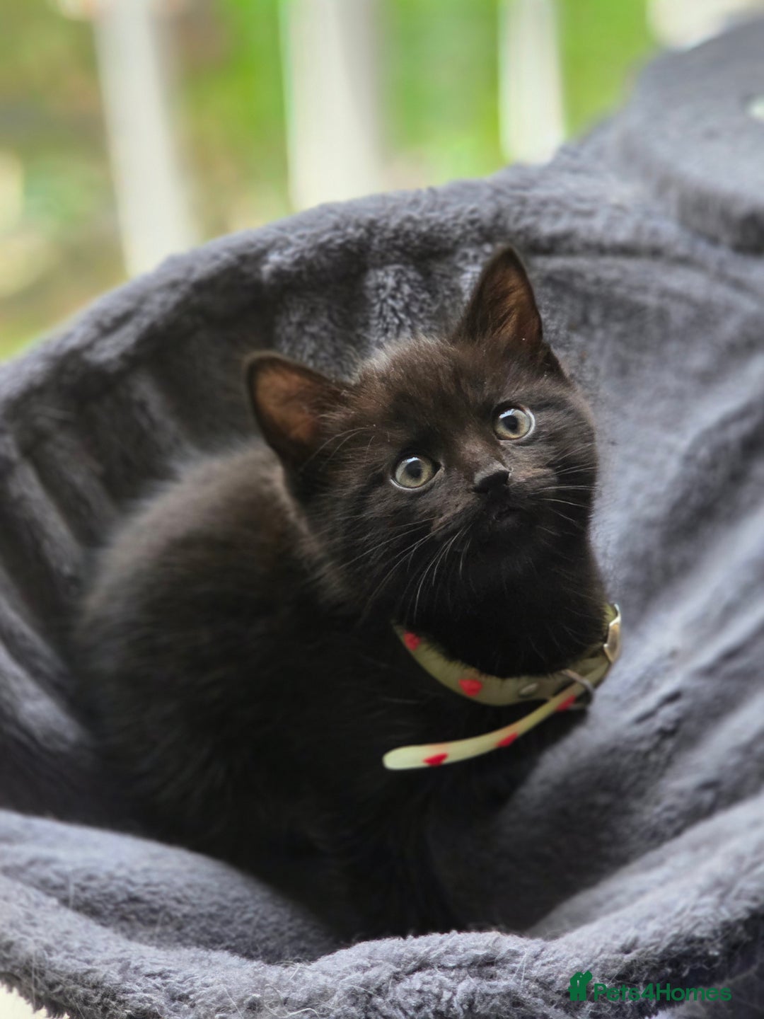 British Shorthair cats for sale: British Shorthair x Siberian Kittens  - Advert 10