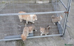 Welsh Corgi Pembroke dogs for sale: Stunning KC Registered Corgis - Image 20