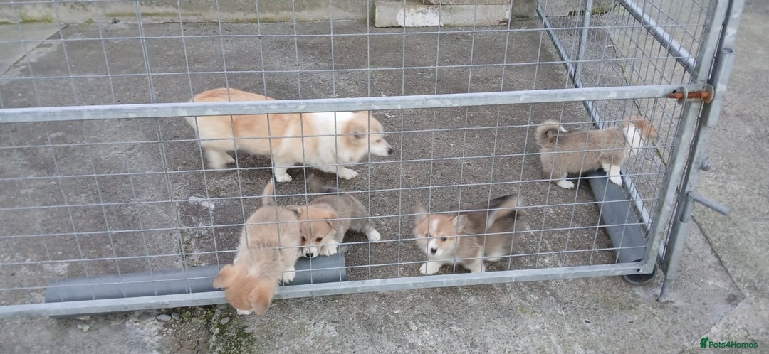 Welsh Corgi Pembroke dogs for sale: Stunning KC Registered Corgis - Image 20