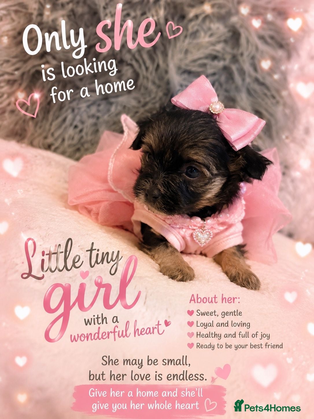 Yorkshire Terrier dogs  💎Last Elegant Girl Available 💎❤️ - Advert 5