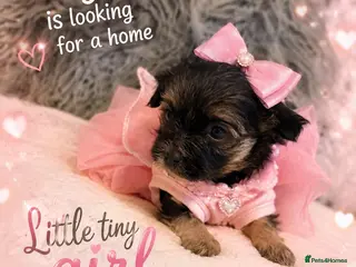 Yorkshire Terrier dogs 💎Last Elegant Girl Available 💎❤️ - Advert 6