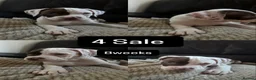 American Bulldog dogs for sale: Puppies for sale  - Advert 6
