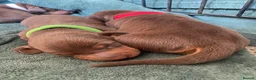 Miniature Dachshund dogs for sale: Stunning Chocolate & Tan Miniature Dachshund  - Advert 15
