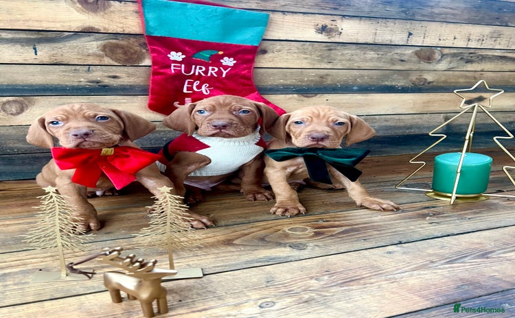 Hungarian Vizsla dogs - Advert 1