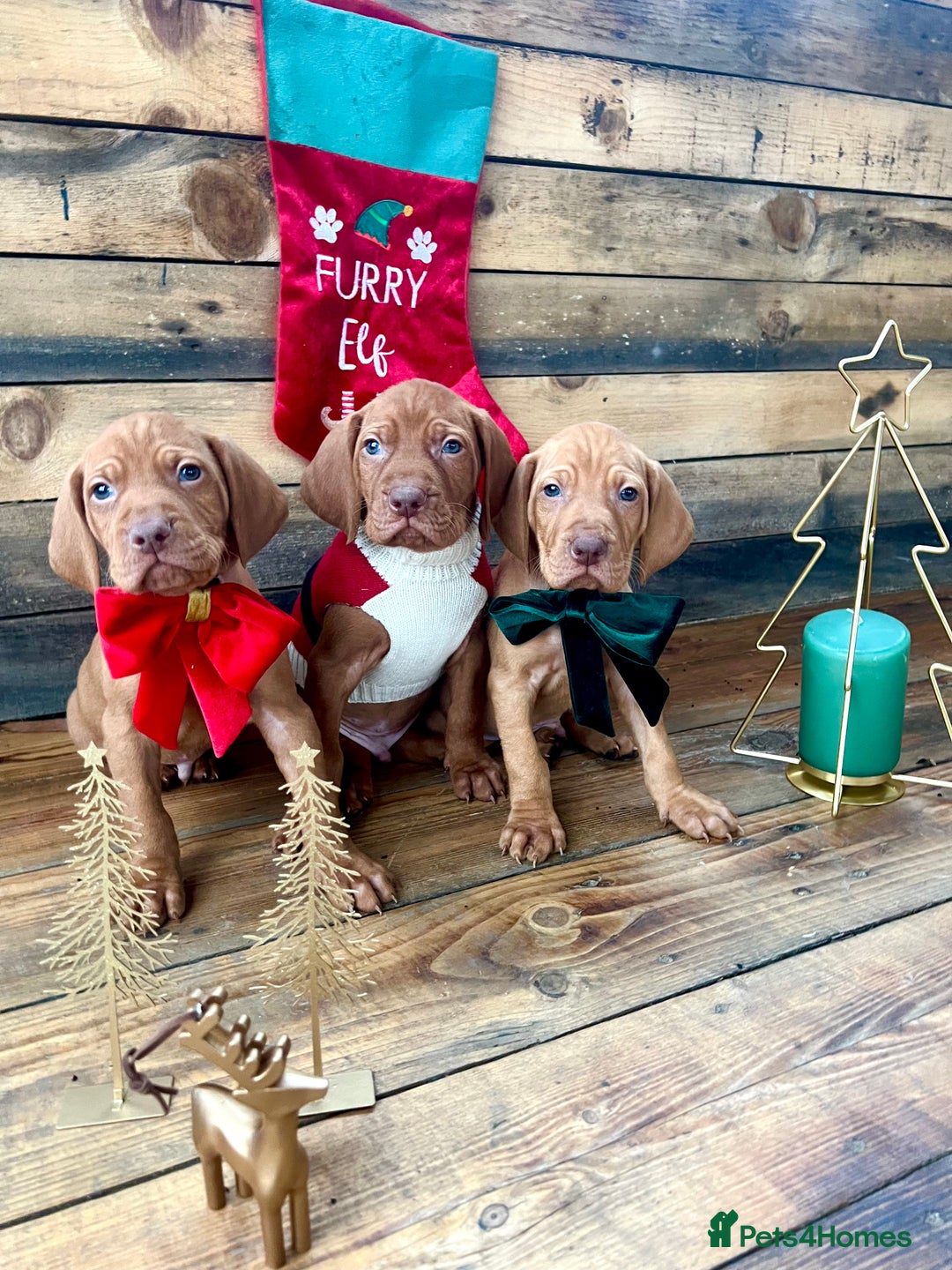 Hungarian Vizsla dogs for sale: Hungarian Vizsla Puppies  - Advert 4